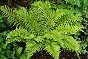 Compresas para el tratamiento de las varices.